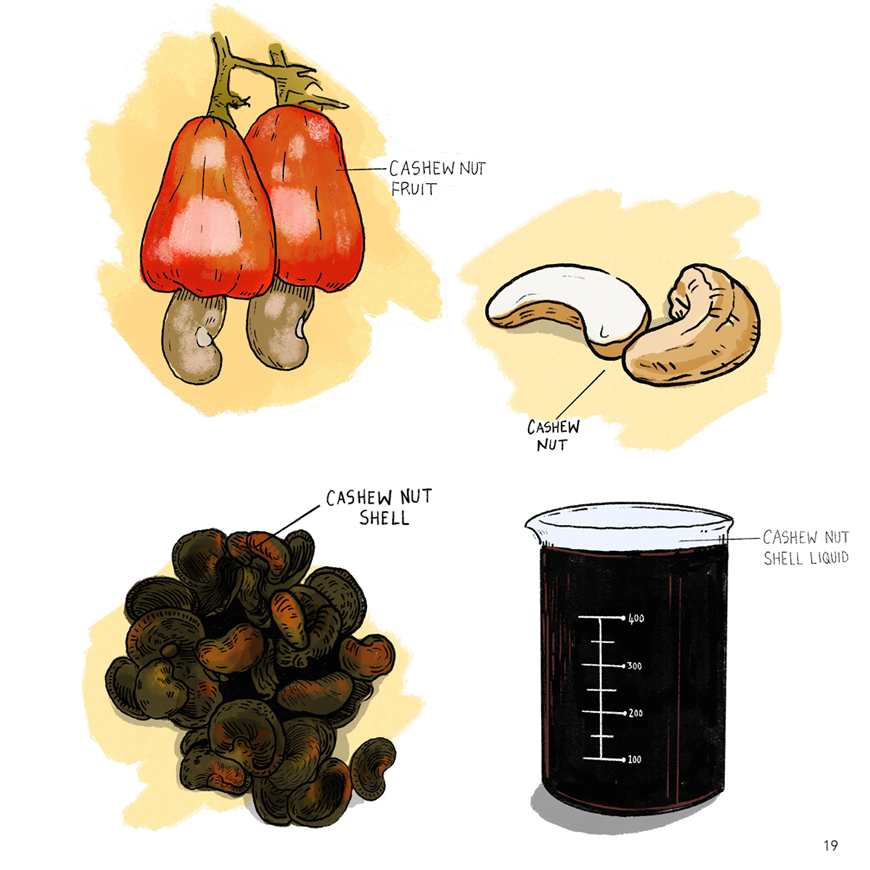 Cashew nut waste | Curiosity 19: #Disruption © https://www.wits.ac.za/curiosity/